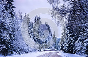 Christmas winter landscape