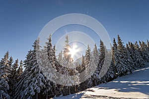 Christmas winter landscape. Beautiful tall fir trees covered with snow and frost on mountain slope lit by bright sun rays on blue