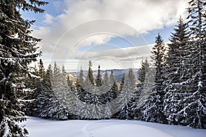 Christmas winter landscape. Beautiful tall fir trees covered wit