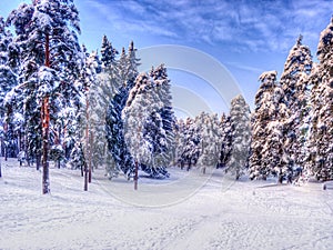 Christmas winter landscape, spruce and pine trees covered in snow