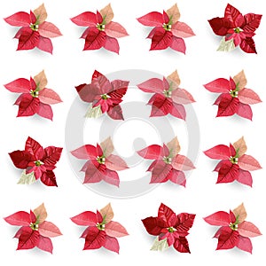 Christmas Winter Poinsettia Flowers Seamless Background, Floral Pattern Print