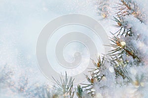Christmas winter snow background. Blue spruce branches covered with snowflakes and copy space with blurred backdrop. Chris