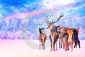 Christmas winter wildlife landscape with noble deers at beautiful sunset. Many deers in winter