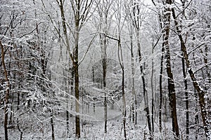 Christmas woods covered by fresh snow