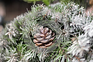 Christmas wreath. Evergreen tree with cone. Coniferous tree close up. Pine tree with cone and snow. Christmas tree decoration.