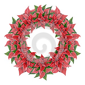 Christmas wreath with poinsettia flowers, hand drawn watercolor illustration isolated on white background. Round frame with floral