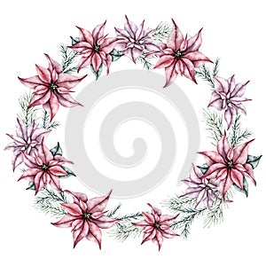 Christmas wreath of red poinsettia flower and emerald spruce branch, evergreen tree, fir, cedar. Botanical Winter