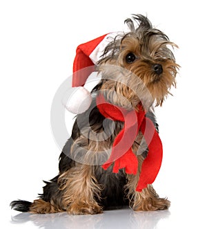 Christmas yorkie