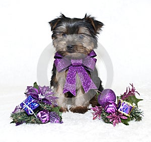 Christmas Yorkie Puppy. photo