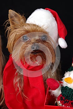 Christmas Yorkshire dog