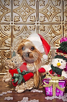 Christmas yorkshire terrier dog