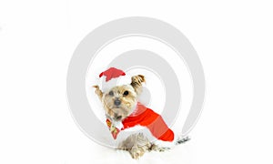 Christmas. Yorkshire terrier dog dressed as Santa Claus sits on a soft rug.