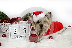 Christmas. Yorkshire terrier dog in santa claus costume and 25 december calendar