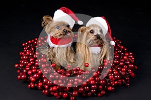 Christmas Yorkshire terrier dogs