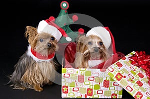 Christmas Yorkshire terrier dogs