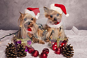 Christmas yorkshire terrier dogs