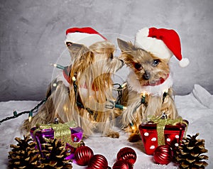 Christmas yorkshire terrier dogs