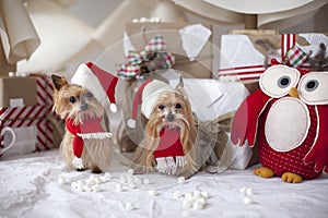 Christmas yorkshire terrier dogs