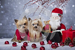 Christmas yorkshire terrier dogs