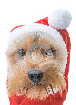 Christmas Yorkshire Terrier Puppy.on a white background.