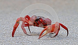 Christmaseiland Rode krab, Christmas Island red crab, Gecarcoidea natalis