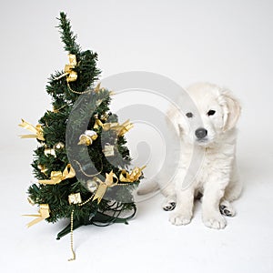 Christmass puppy photo