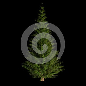 Christmass tree on black background. 3D rendered, undecorated