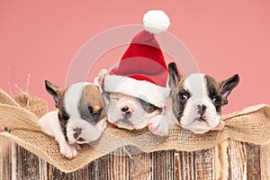 christmassy three french bulldog puppies resting photo