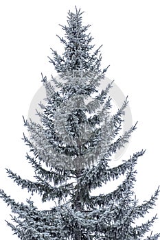 Christmast pine and cool winter snow on isolated white photo