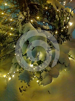 Christmastree Lapland photo