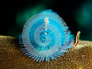 Christmastree Worm - Spirobranchis giganteus