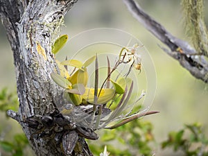 Christoffel National park - white orchid