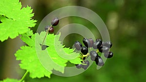 Christopher, former herb against pestilence, ripe berries