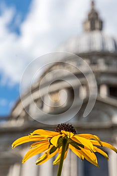 Christopher Wren`s St. Paul`s Cathedral Dome With Sunflower photo
