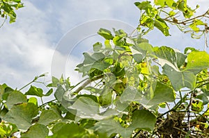 Christophine Fruits And Blossom On Vine