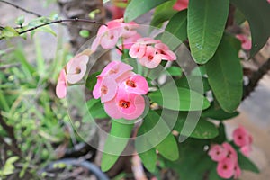 Christs thorn or crown of thorns flower