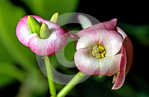 Christs thorn flower