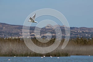 Chroicocephalus ridibundus flying over the deep photo