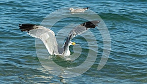 Chroicocephalus ridibundus. Seagull picks up food from the water. Larus mongolicus on lake Baikal photo
