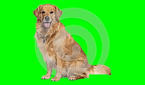 A chroma key green screen displays a happy golden retriever dog.