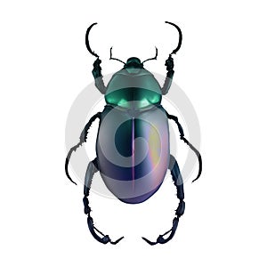 Chromacoat Beetle Insect Arthropod Variation 5 Isolated, Transparent Background