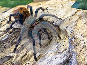 Chromatopelma cyaneopubescens