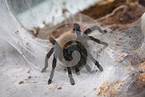 Chromatopelma cyaneopubescens. Tarantula spider on the web. Background for halloween