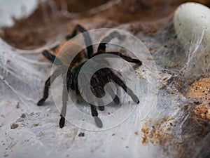 Chromatopelma cyaneopubescens. Tarantula spider on the web. Background for halloween