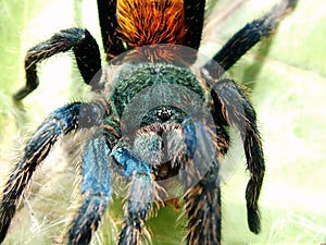 Chromatopelma cyanopubescens