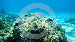 Chromis chromis, damselfish and Coris julis, Mediterranean rainbow wrasse.