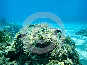 Chromis chromis, damselfish and Coris julis, Mediterranean rainbow wrasse.