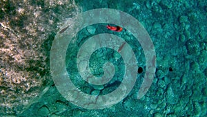 Chromis chromis damselfish group underwater