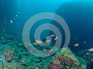 Chromis chromis swimming above fumerole, Fumose Reef, Baia.