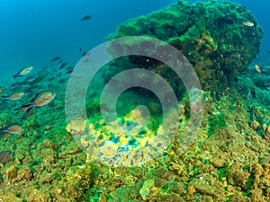 Chromis chromis swimming above fumerole, Fumose Reef, Baia.